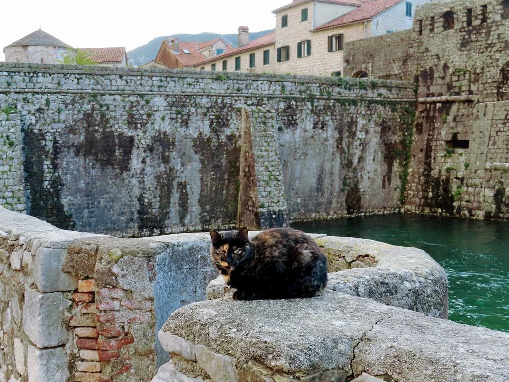 Kotor Cats: Why the Old Town Is Full of Them and Where to See Them