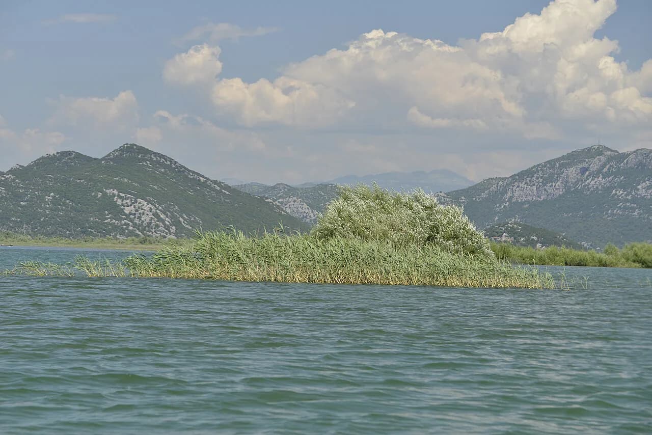 Lake Skadar Birdwatching: Pelicans, Boat Trips and Where to Look