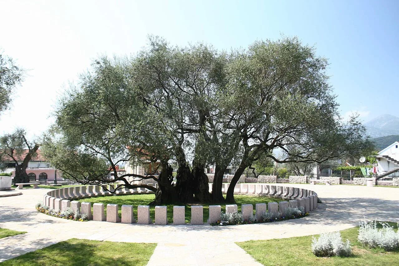 Montenegro Olive Oil: Bar Groves, Žutica and Buying a Bottle