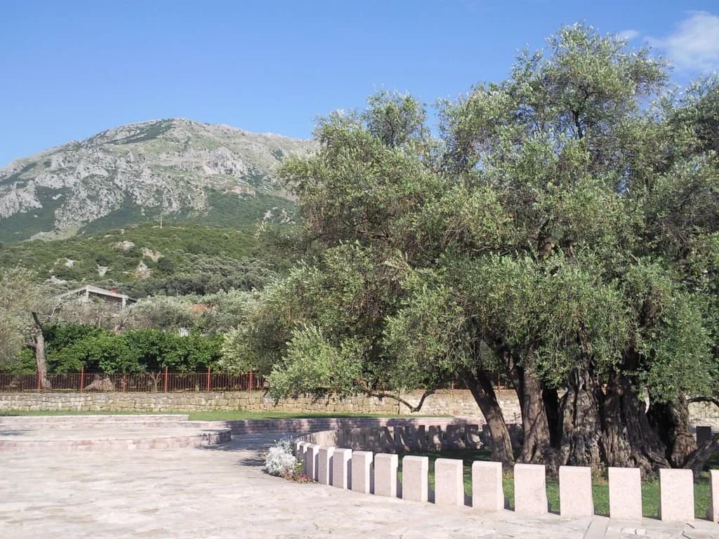 The Old Olive Tree at Mirovica, Bar: Visiting Guide