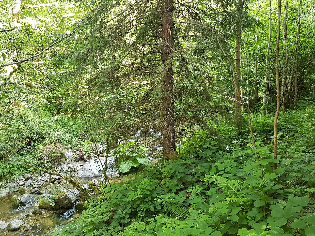 A woodland stream in the Plav area of northern Montenegro.