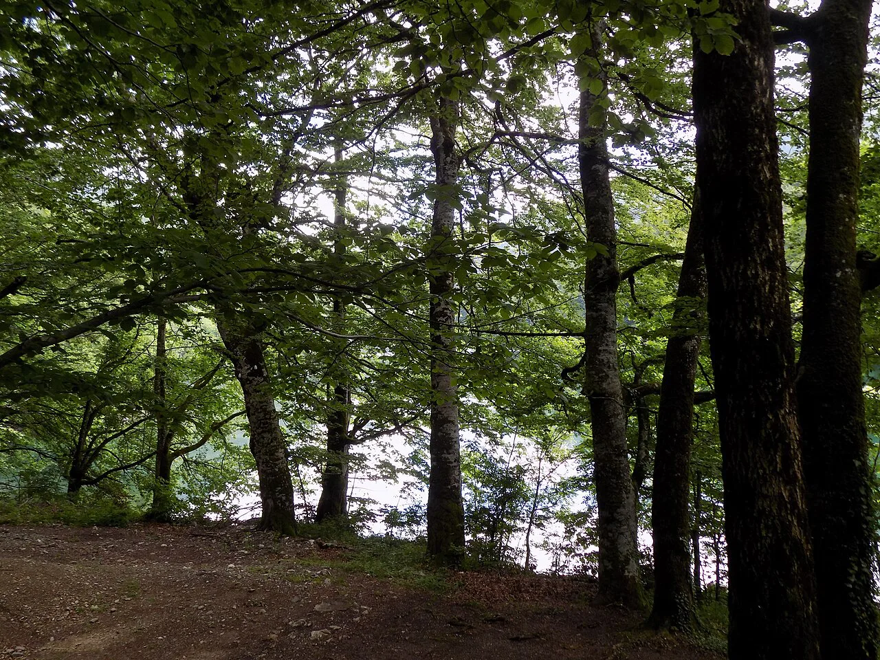 Old-growth forest in Biogradska Gora National Park.
