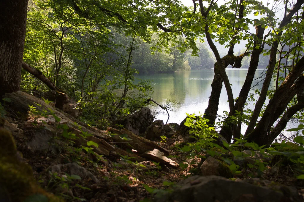 Lakeside forest in Biogradska Gora National Park.