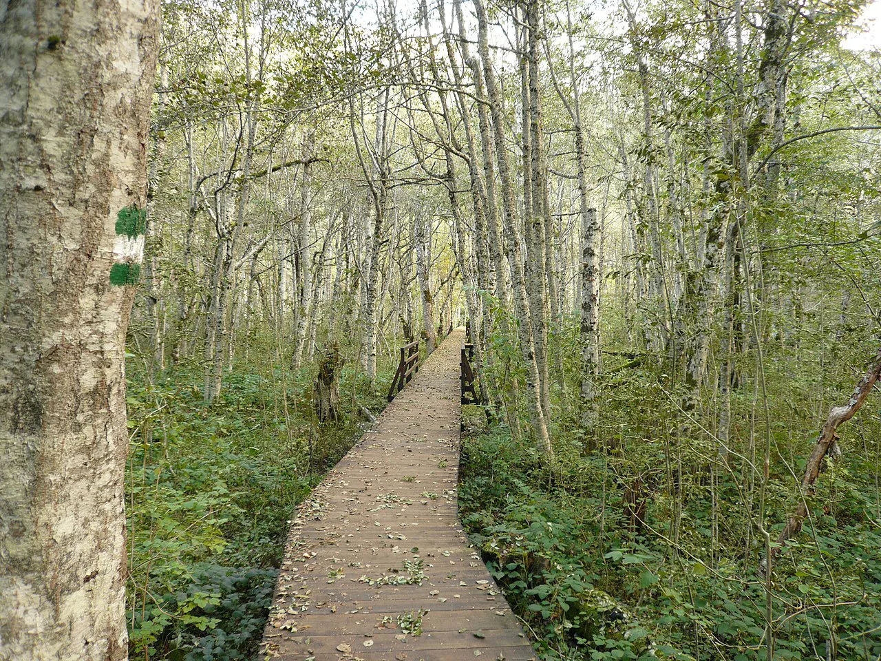 Wooden boardwalk trail through the forest at Biogradsko Lake.