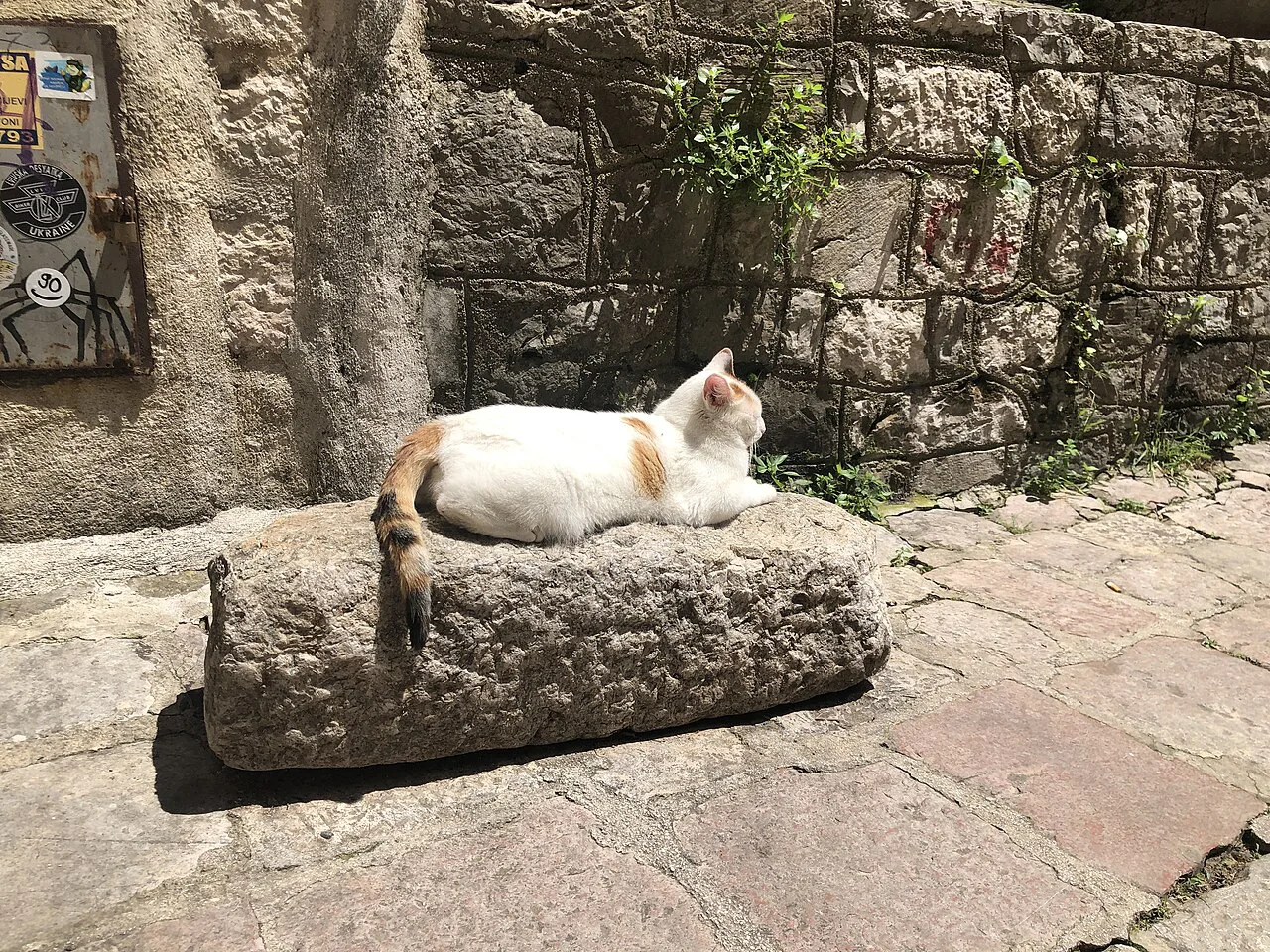 A cat resting on an old stone in Kotor Old Town.