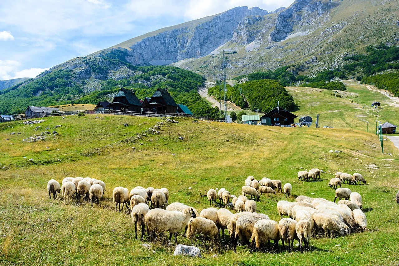 A flock of sheep on highland pasture near Žabljak in northern Montenegro.