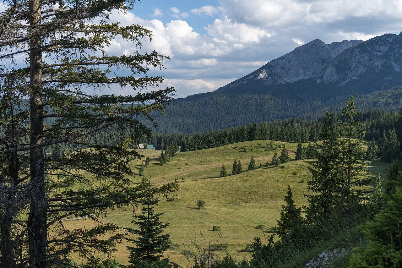 Alpine meadows and pine forest in Durmitor National Park.