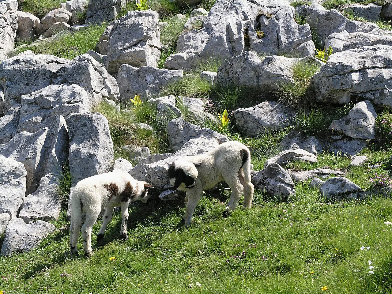 Sheep grazing among the rocks on Bjelasica mountain in northern Montenegro.