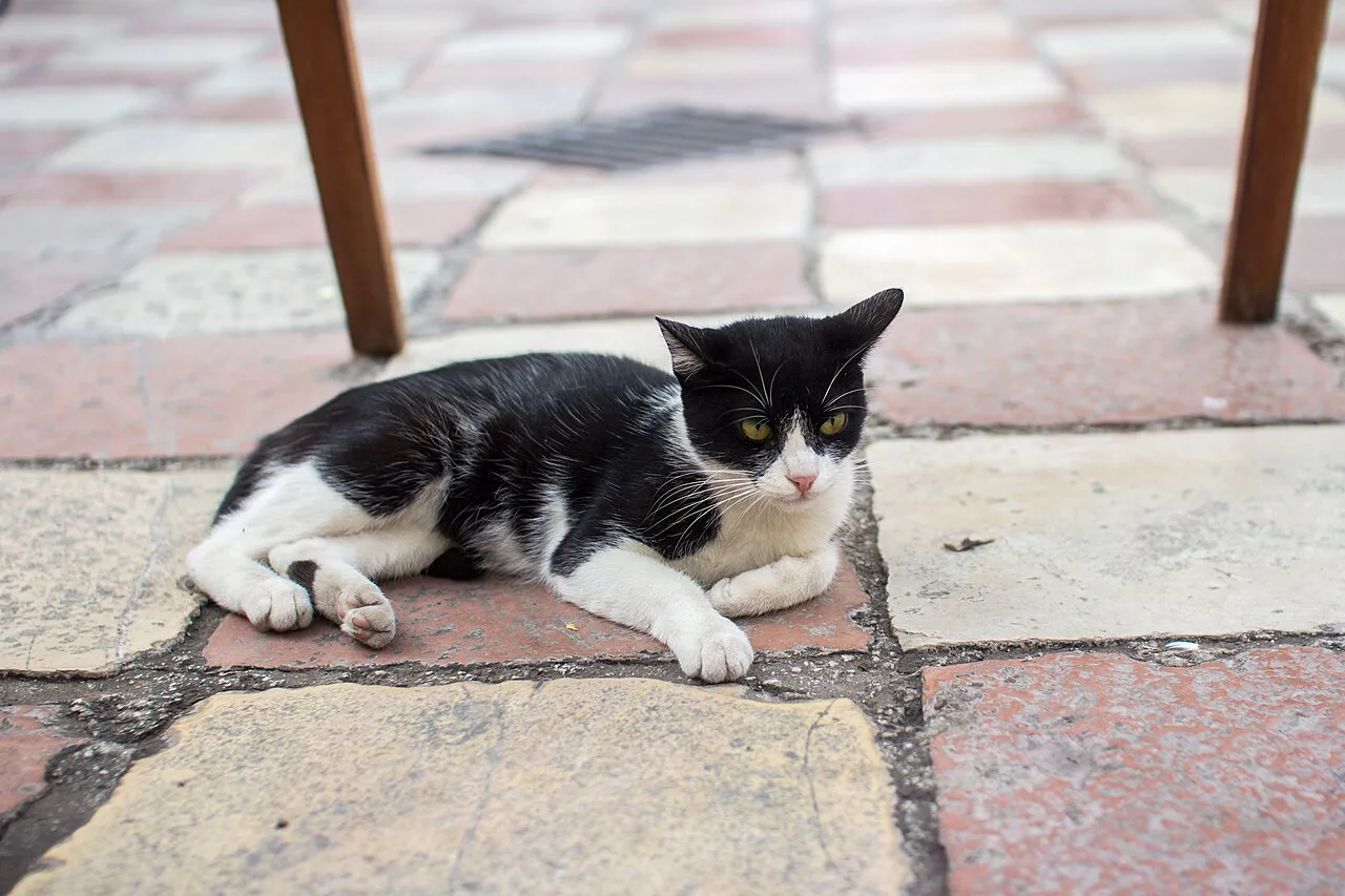 A cat resting on the paving in Kotor.