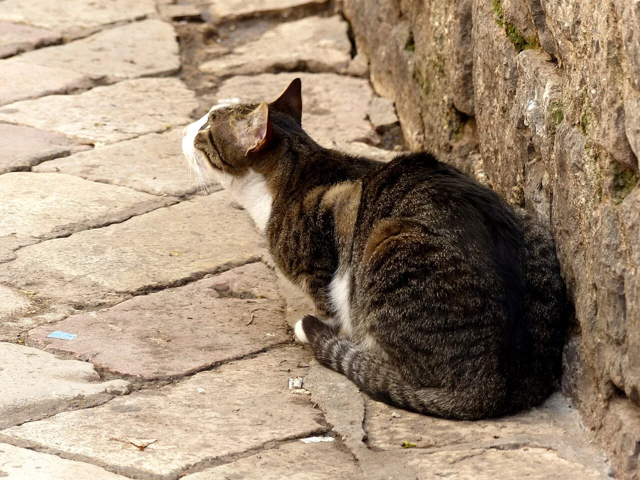 A cat on the stone streets of Kotor Old Town.