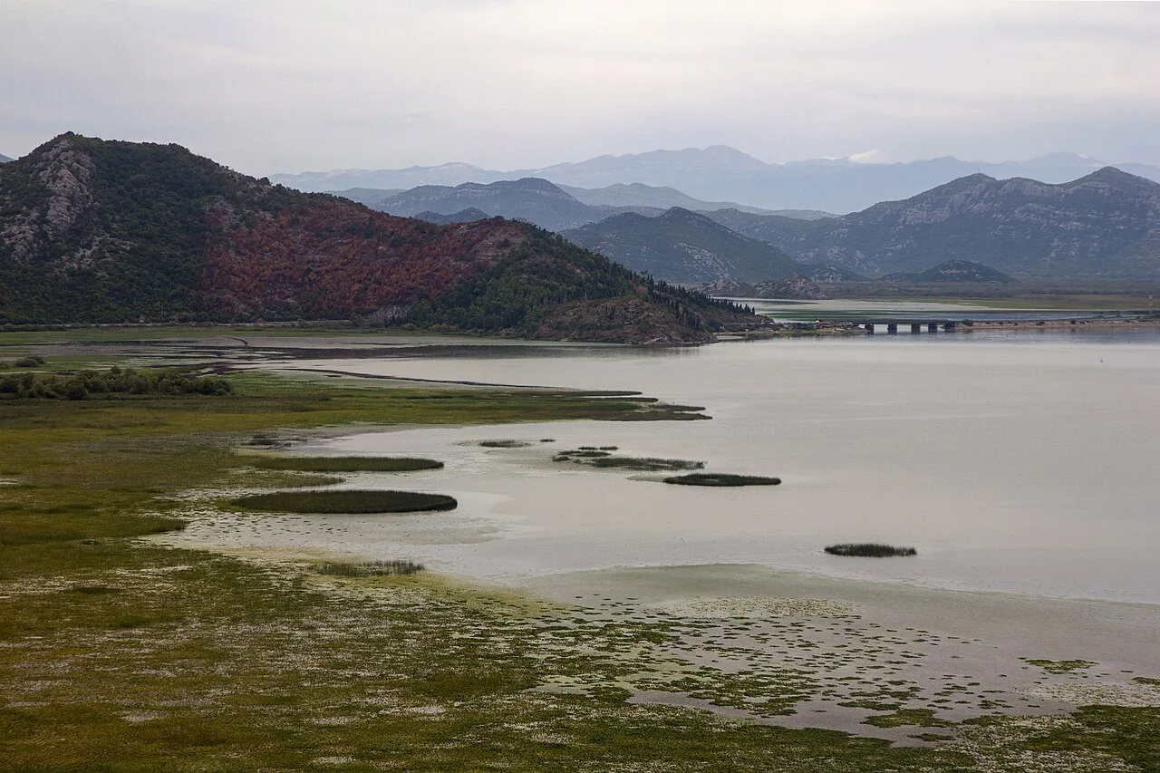 The shallow shore of Lake Skadar.