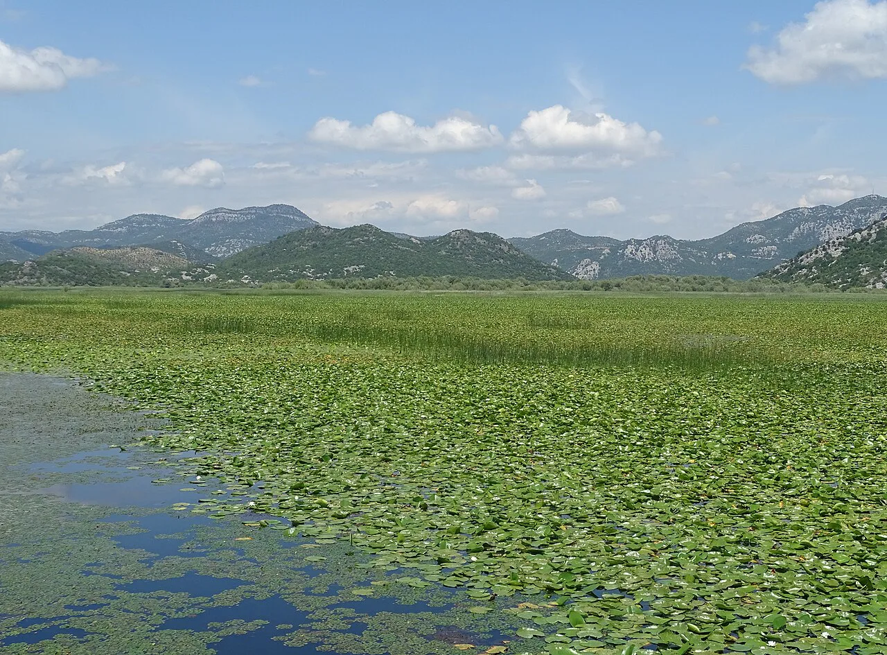 Water lilies covering Lake Skadar, with mountains on the horizon.