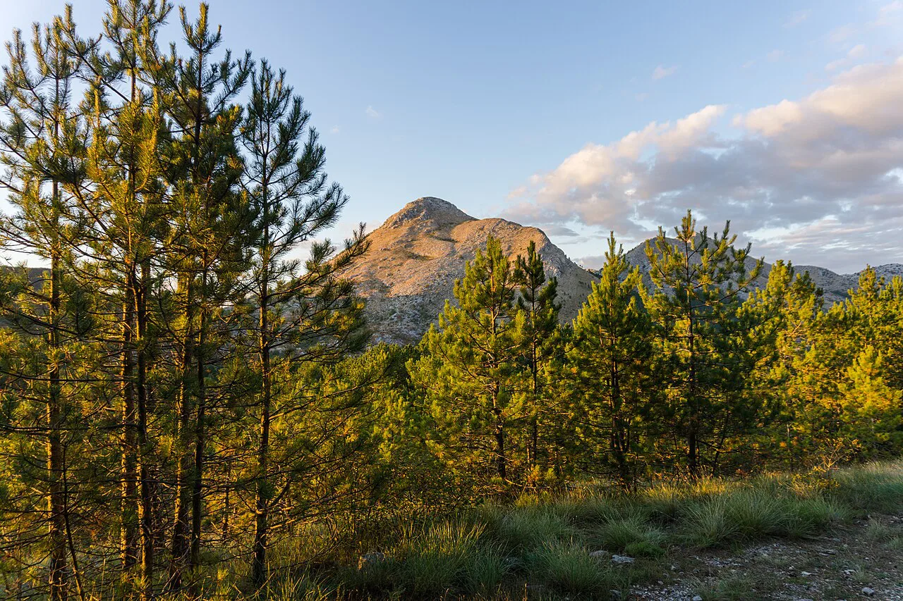Pine forest and peaks in Lovćen National Park.