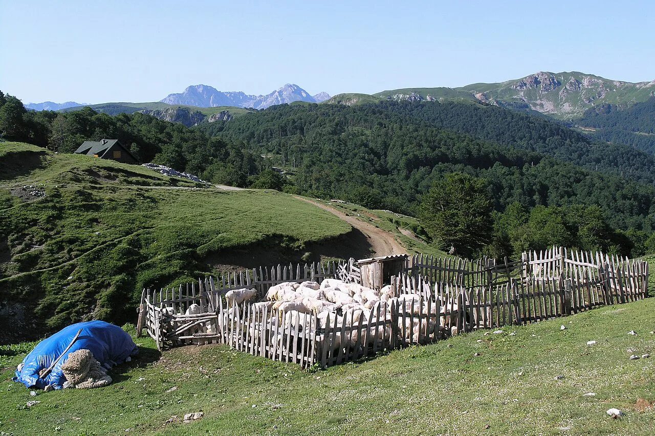 Sheep in a mountain fold on Bjelasica