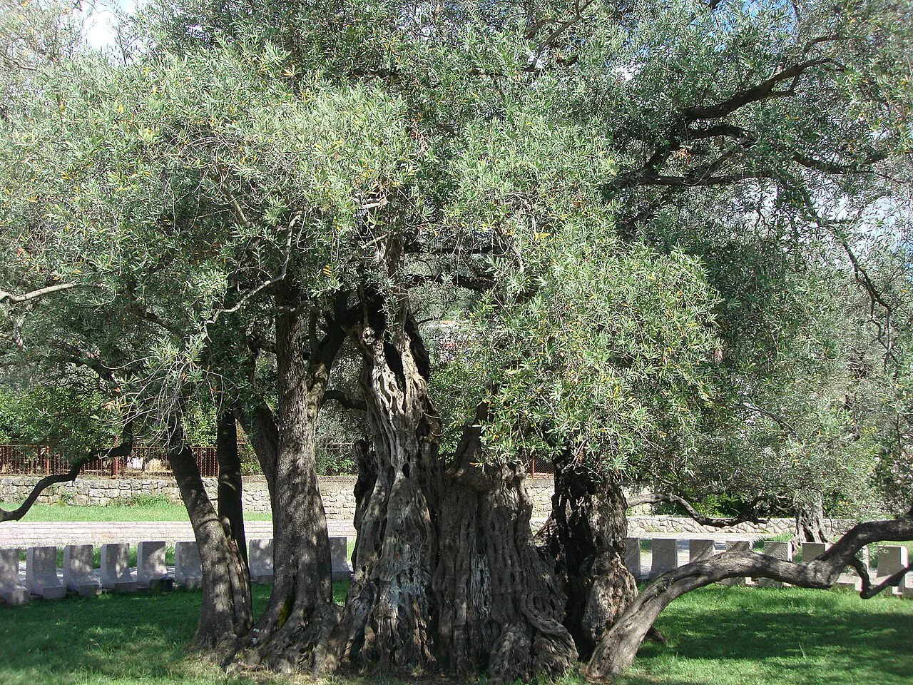 The Old Olive Tree at Mirovica, Bar.