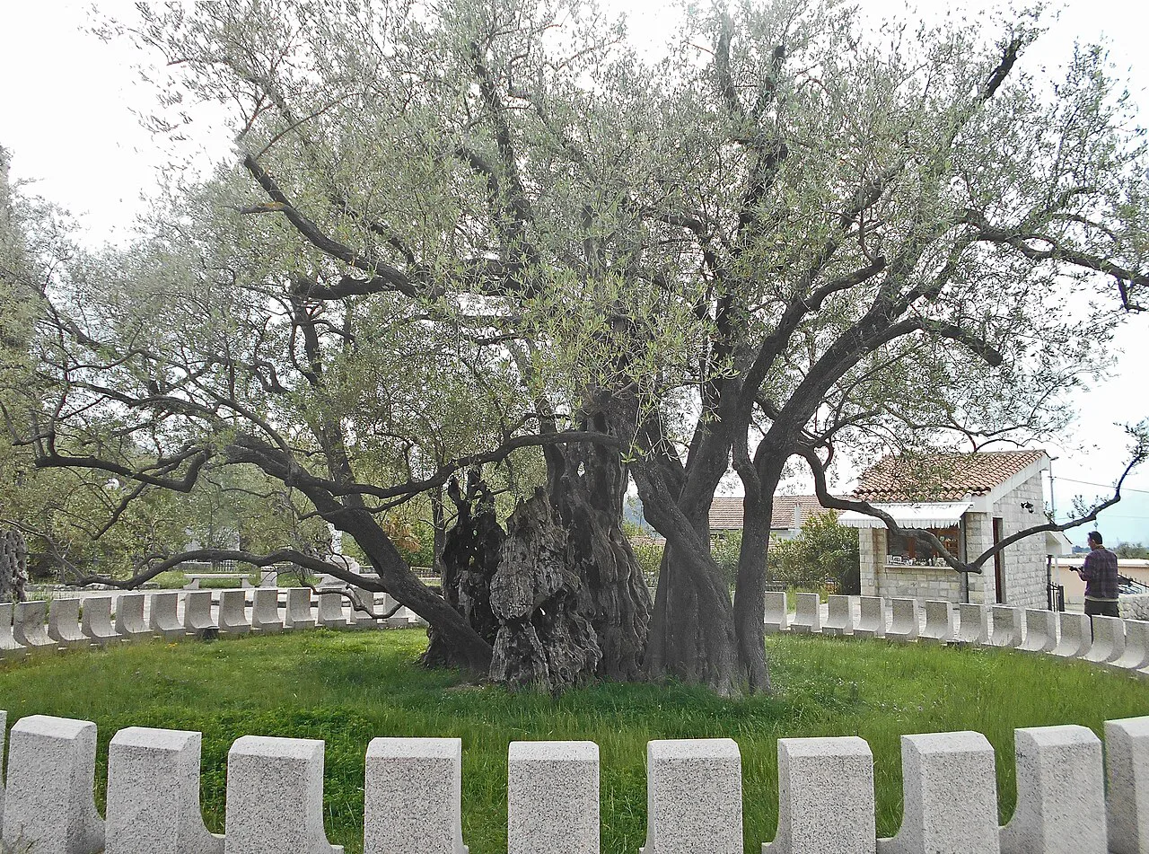The Old Olive Tree at Mirovica, inside its stone enclosure.