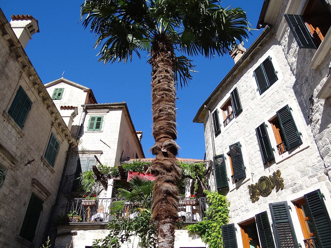Stone houses and a palm tree in Kotor Old Town.