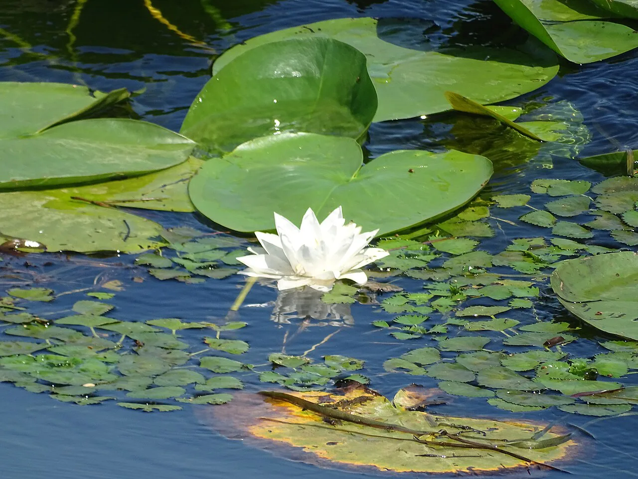 A white water lily among lily pads on Lake Skadar.