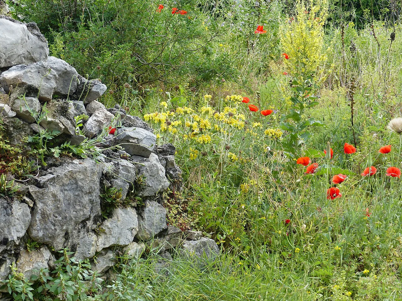 Wild flowers among the ruins of Stari Bar, near Mirovica
