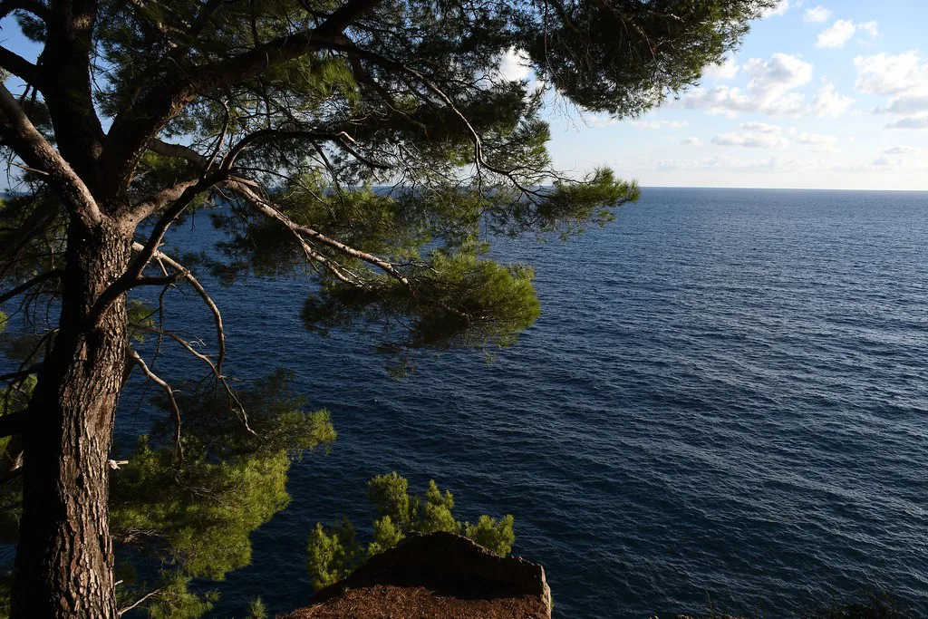 Pine trees above the sea on the coast at Petrovac.