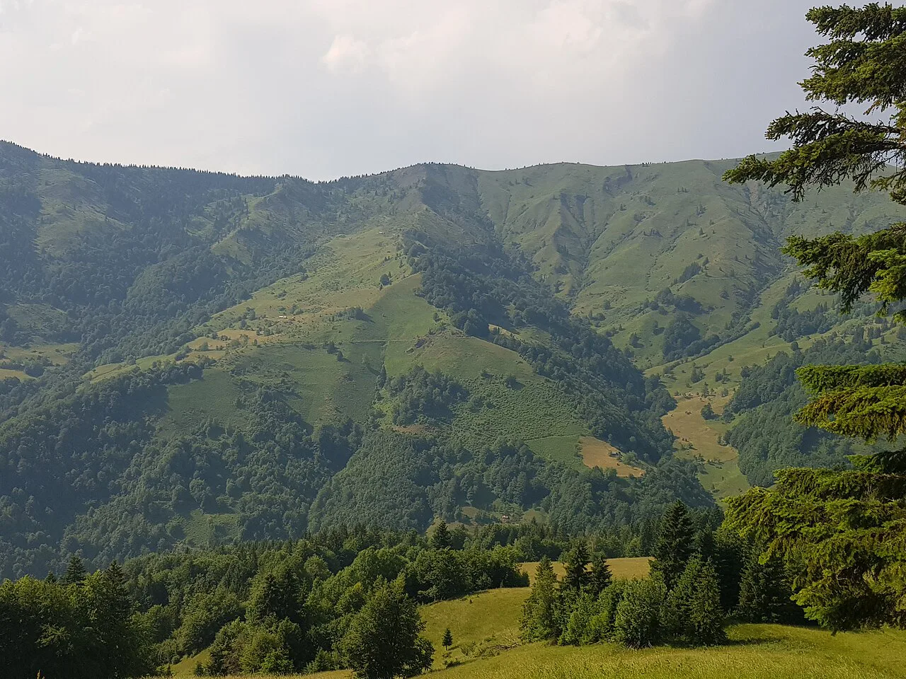 Forested mountains near Plav.