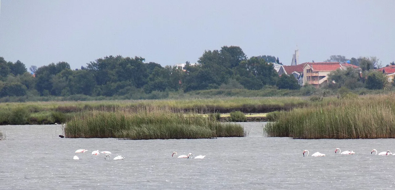 Flamingos on the saltpans of Ulcinj Salina, near Ulcinj