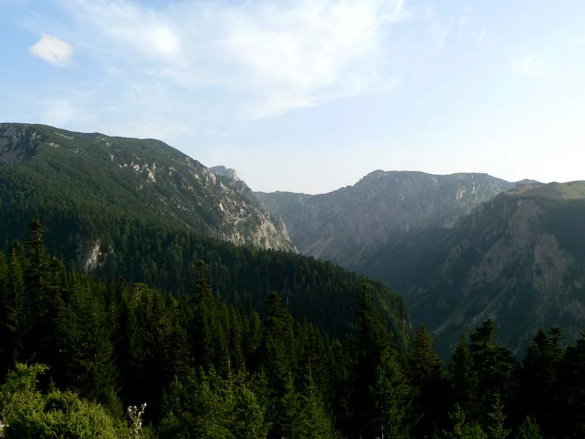 The forested depths of Sušica Canyon, Durmitor.