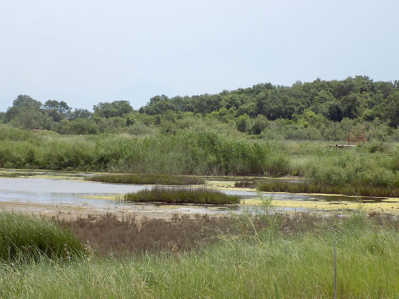Pools and reeds at Ulcinj Salina, near Ulcinj