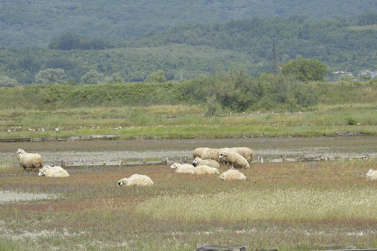 Sheep grazing at Ulcinj Salina, near Ulcinj