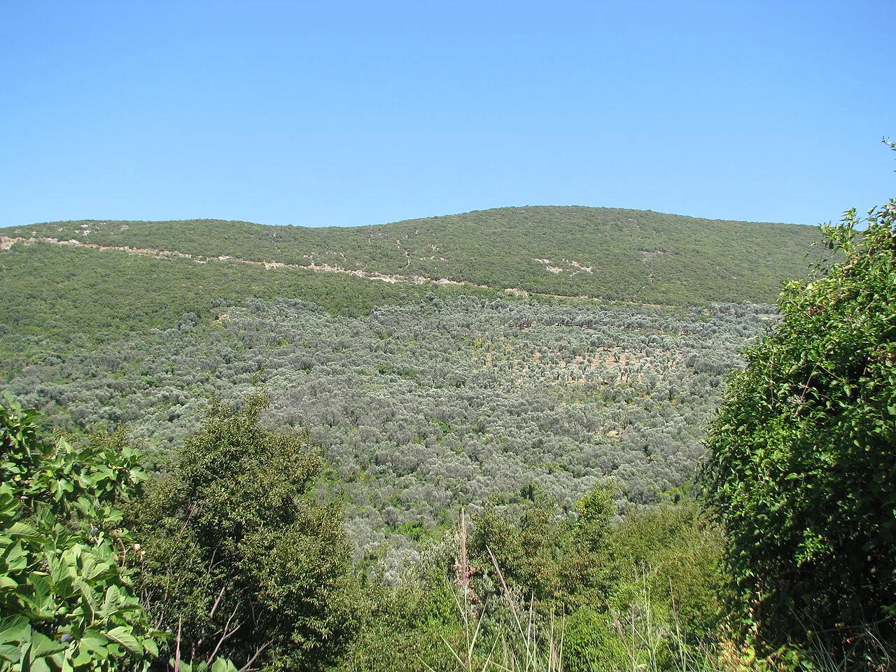 The old olive groves around Valdanos.
