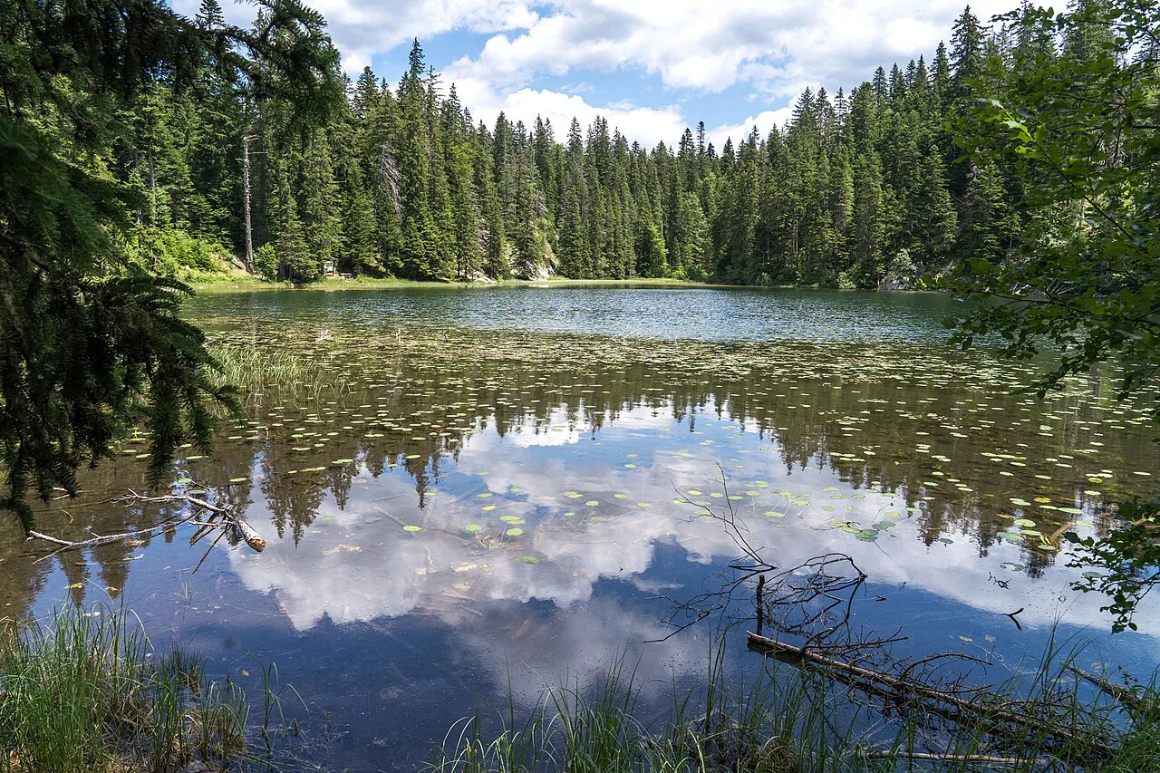 Trees reflected in Zminje Jezero, Durmitor National Park.