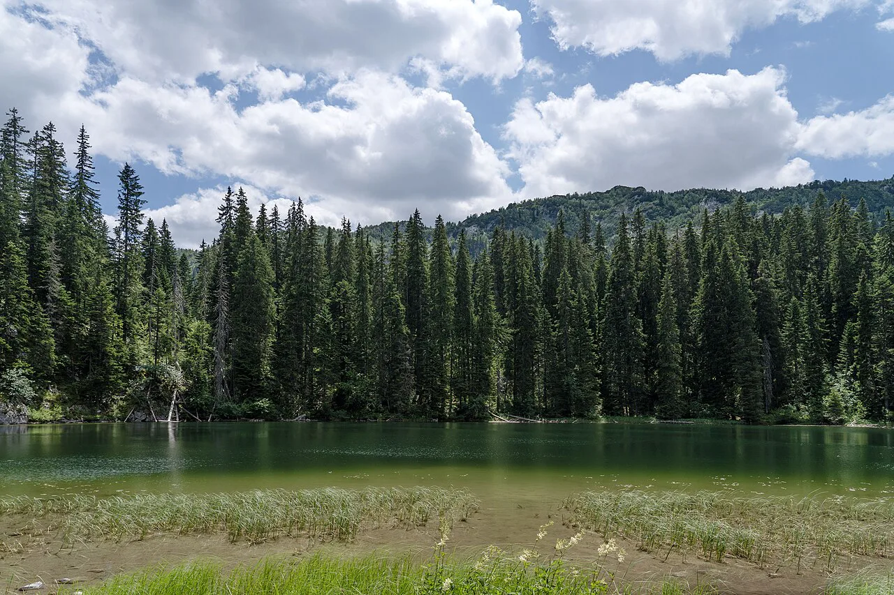 Zminje Jezero framed by pine forest in Durmitor National Park.